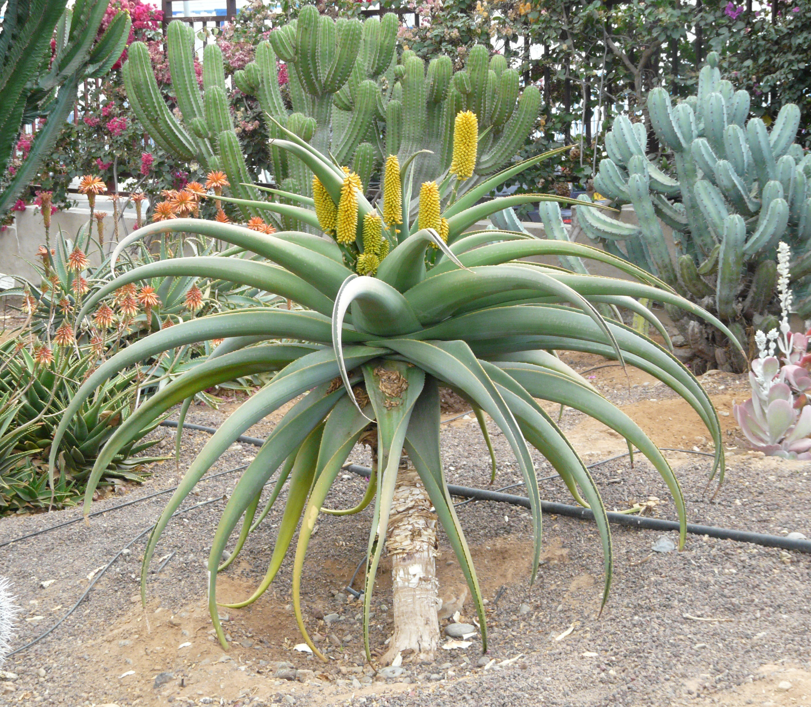 Aloes Złoty (Aloe Thraskii) (ID: 3527) - DobreNasiona.com