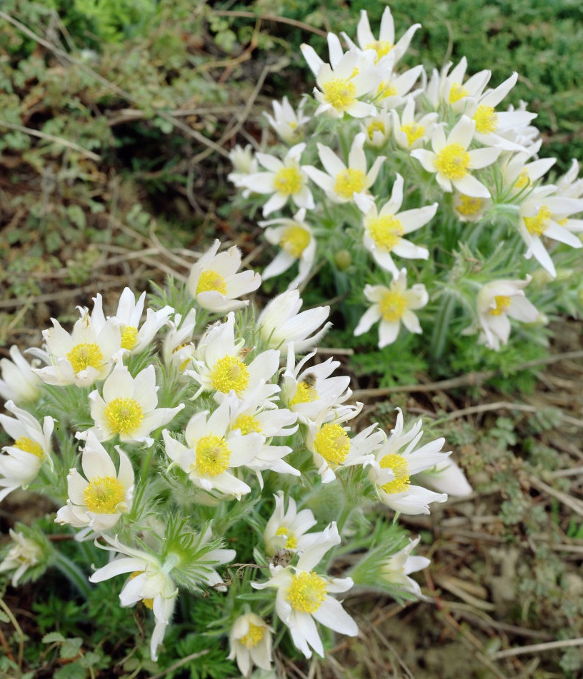 Anemone Pulsatilla С†РІРµС‚РѕРє